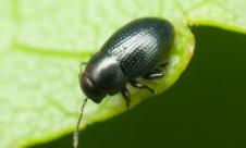 Puricele sfeclei Puricele sfeclei